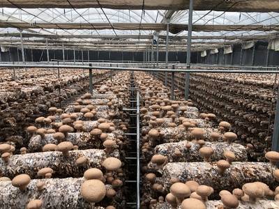 科技助力產業升級 國家重點研發計劃食用菌項目中期檢查與香菇液體菌種規模化應用現場會在豫召開