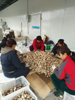 食用菌研發 科技賦能農業，助力農民增收致富