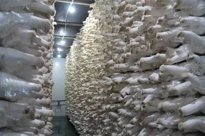 豐縣農(nóng)業(yè)新模式 食用菌研發(fā)引鳳來(lái)巢，安徽固鎮(zhèn)縣代表團(tuán)考察取經(jīng)