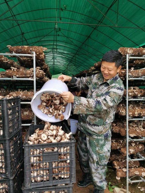 從戰(zhàn)場(chǎng)到田野 退役軍人村干部引領(lǐng)食用菌研發(fā)新風(fēng)潮