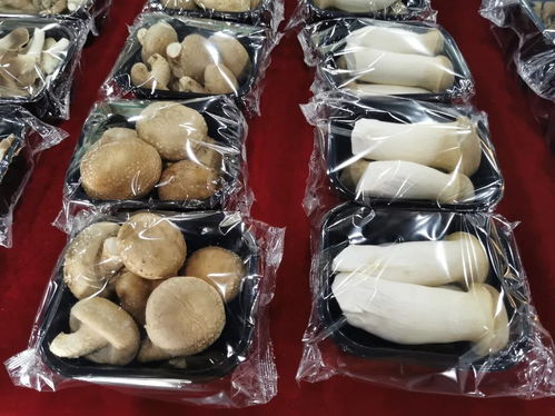 守護(hù)舌尖上的安全 寶山食品生產(chǎn)企業(yè)開(kāi)展自律互查活動(dòng) 聚焦食用菌研發(fā)