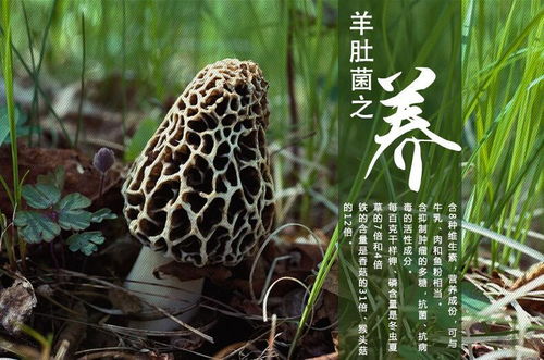 云南春信農(nóng)業(yè) 食用菌種植形勢(shì)良好，研發(fā)驅(qū)動(dòng)未來(lái)可期