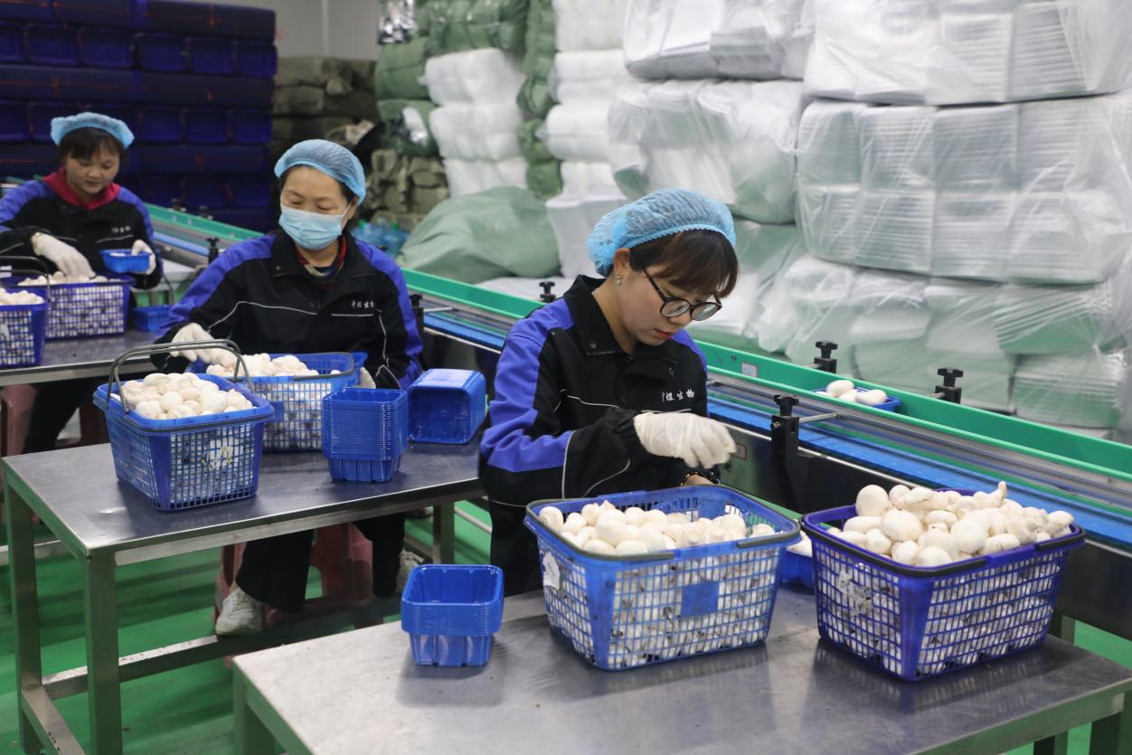 安徽向新︱宿州靈璧:小菇撐‘傘’記 食用菌研發(fā)