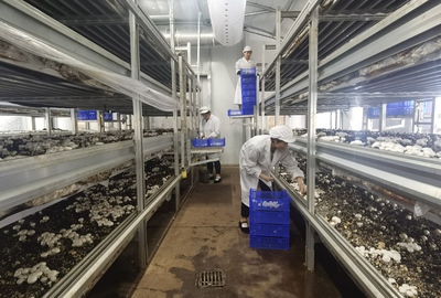 段登云深入調(diào)研食用菌全產(chǎn)業(yè)鏈及研發(fā)項(xiàng)目建設(shè)進(jìn)展